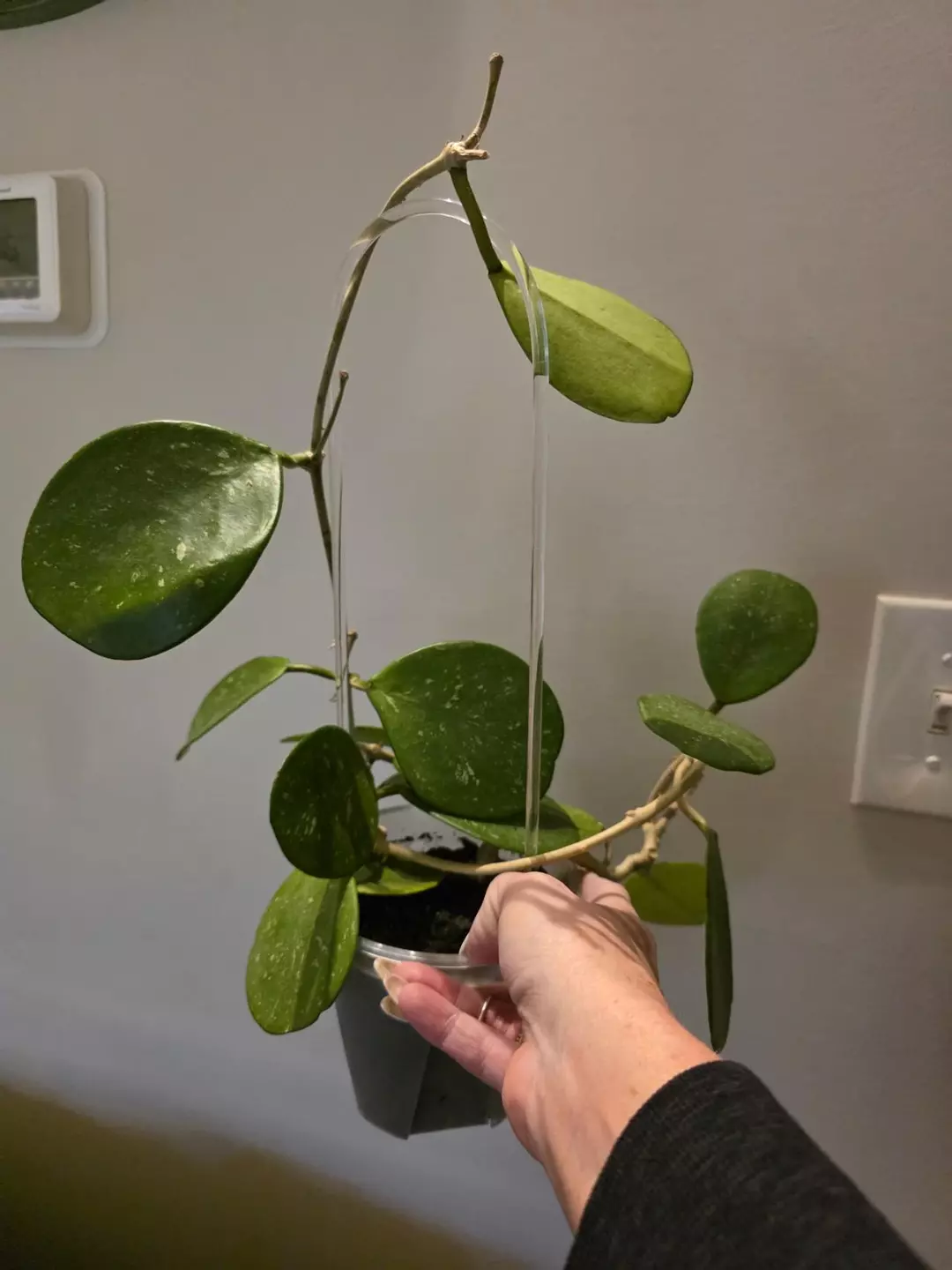 Hoya obovata thumbnail