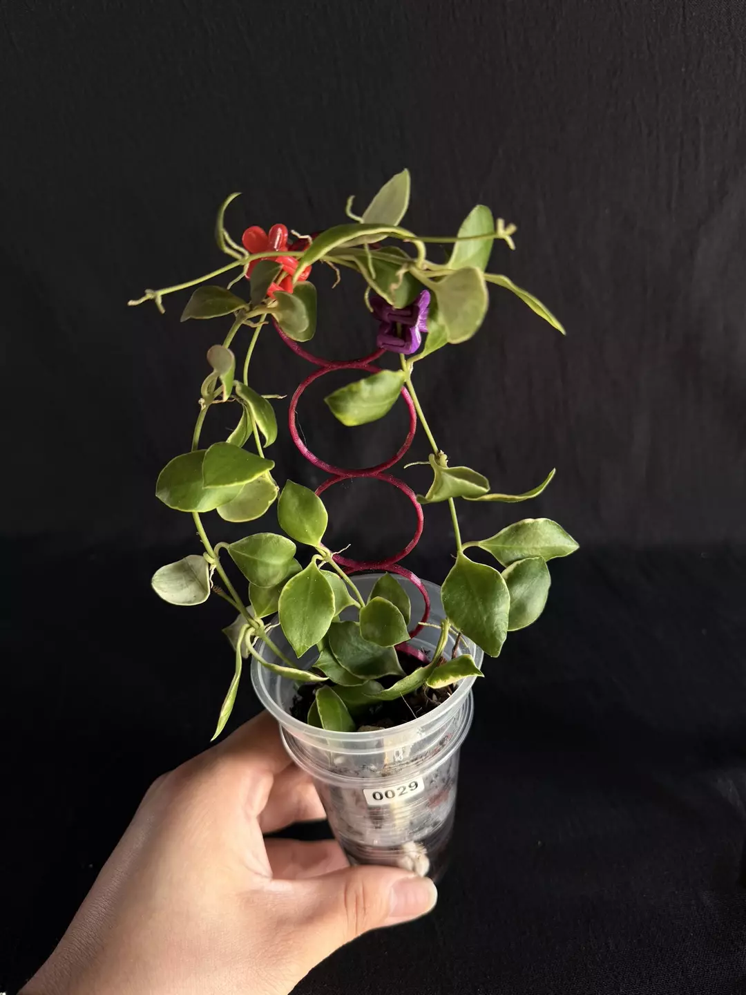 Hoya Heuschkeliana Outer #0029 thumbnail