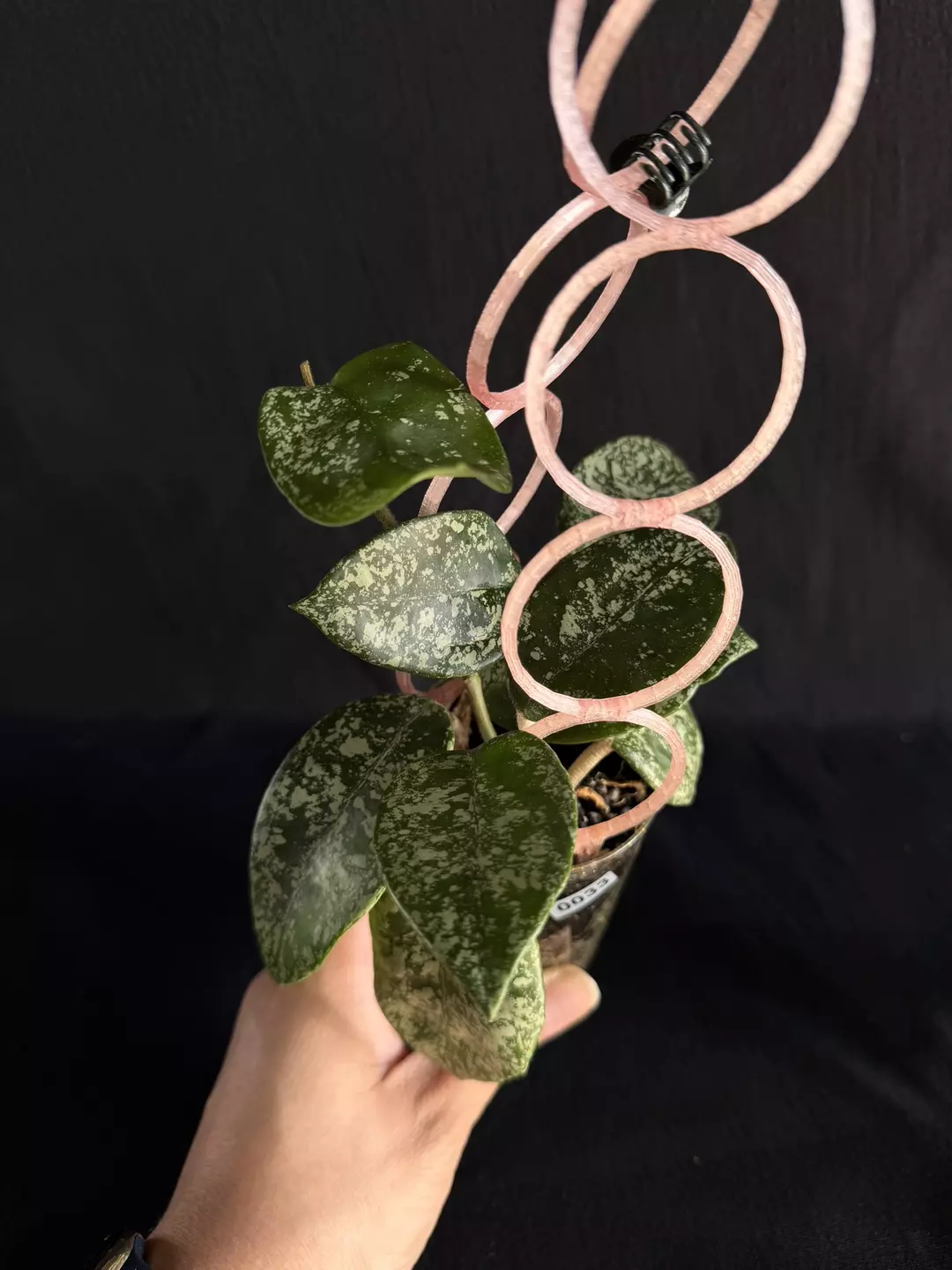 Hoya Carnosa Freckles #0033 thumbnail