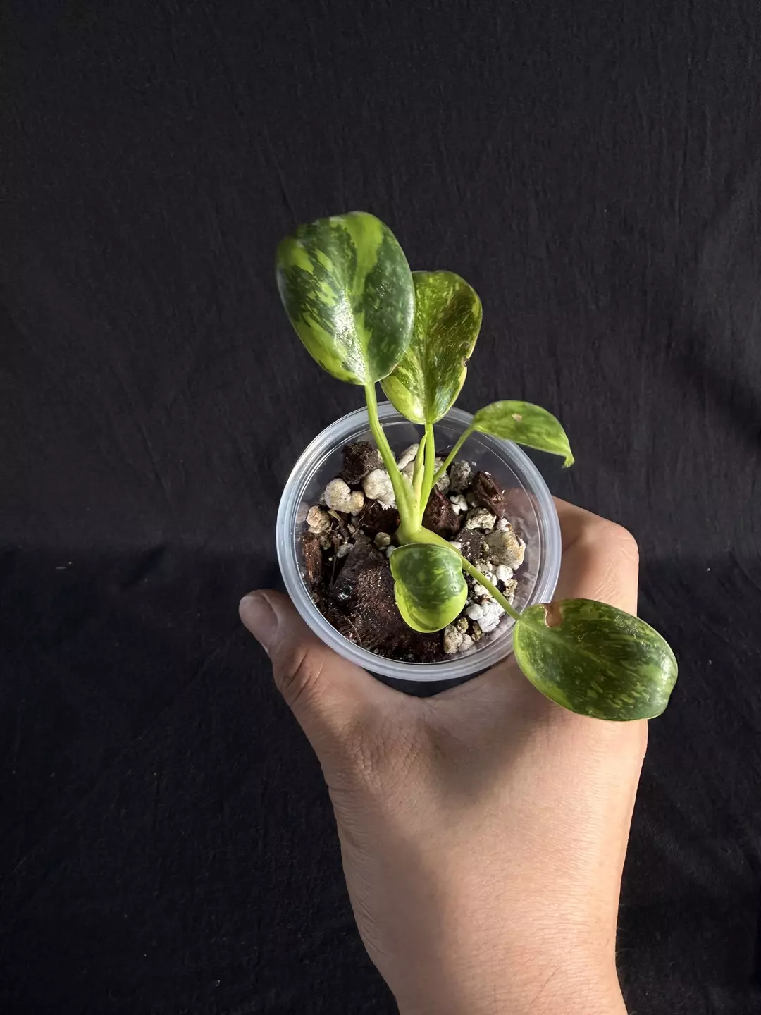 Philodendron Green Congo thumbnail