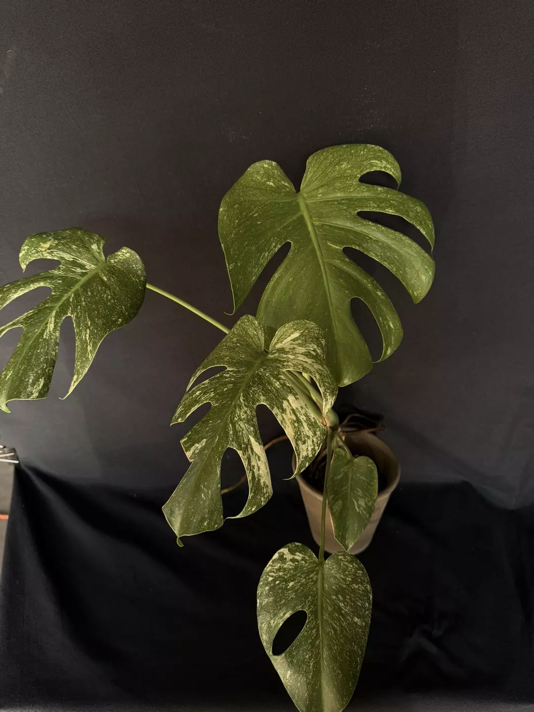 Monstera Mint  thumbnail