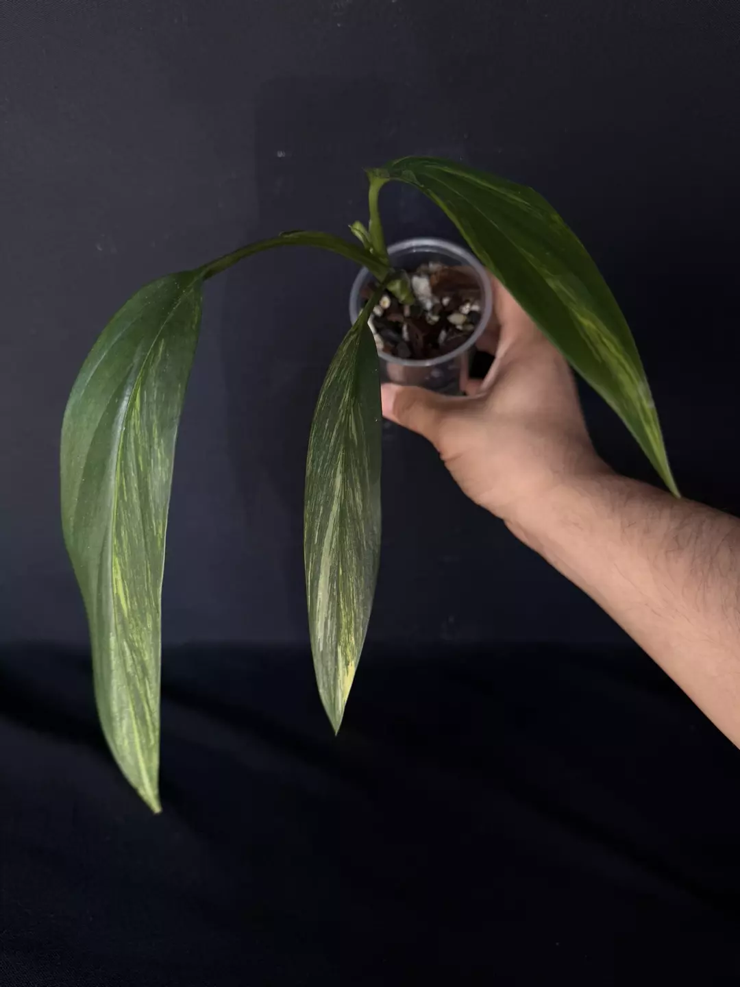 Epi Amplissimum Aurea thumbnail