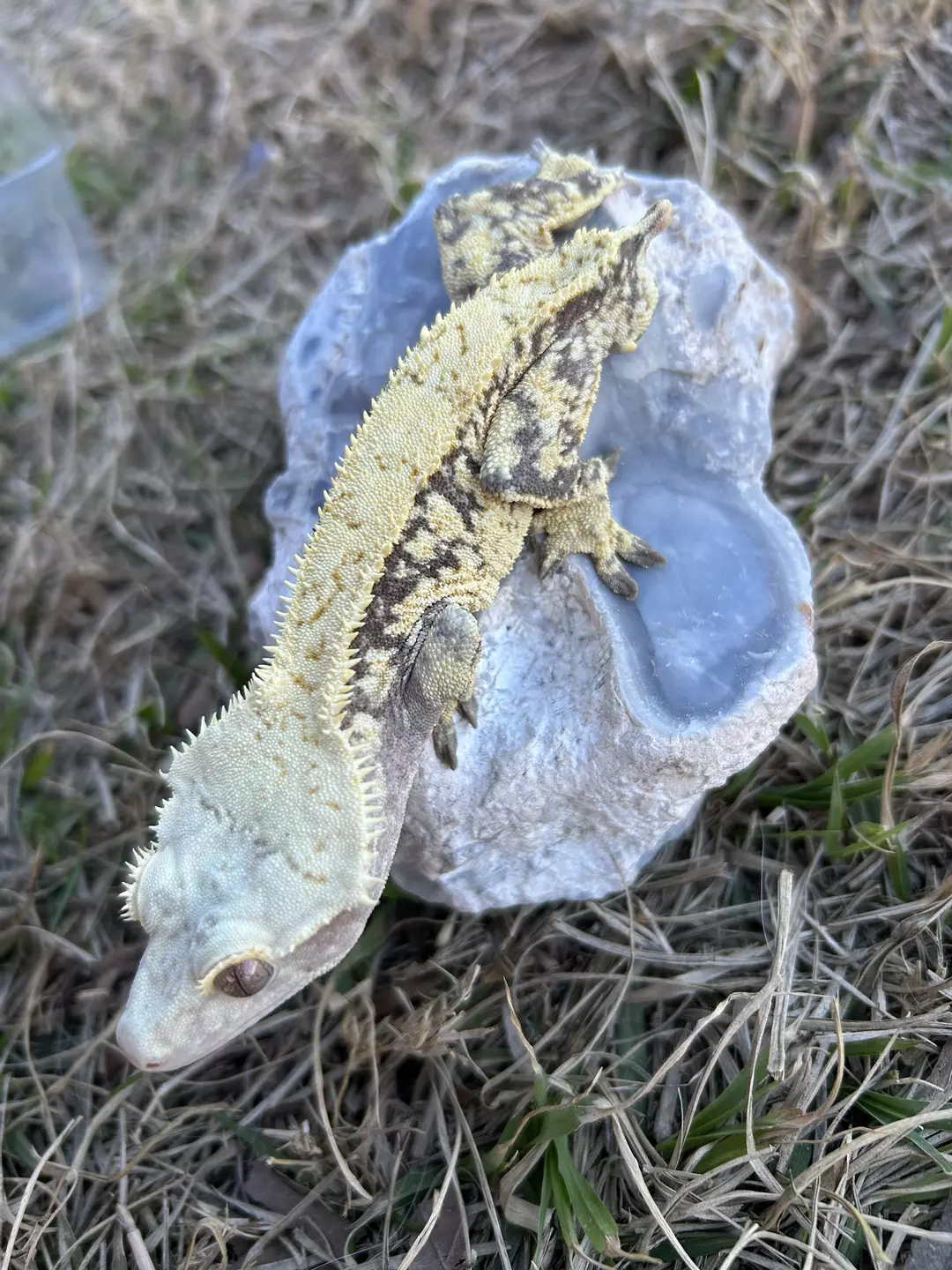 Creamy lavender male with snowflaking thumbnail
