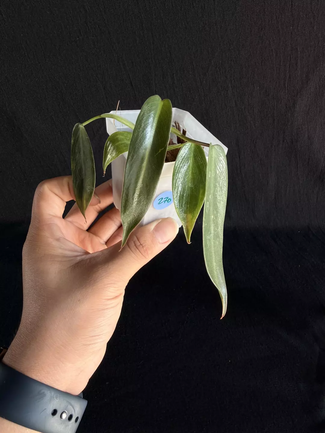 Philodendron Spiritus Sancti #270 thumbnail