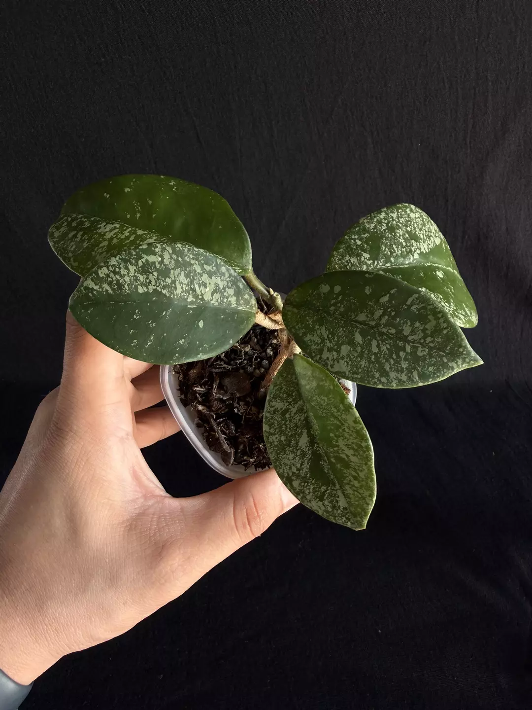 Hoya Carnosa Feckles #0028 thumbnail