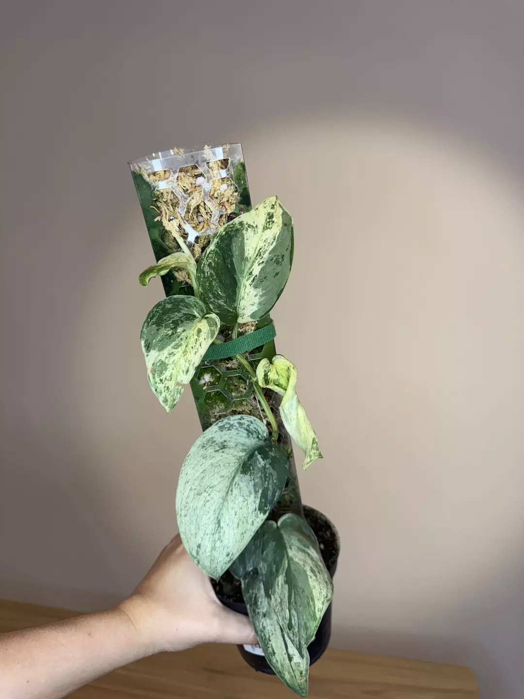 Scindapsus creme burle  thumbnail