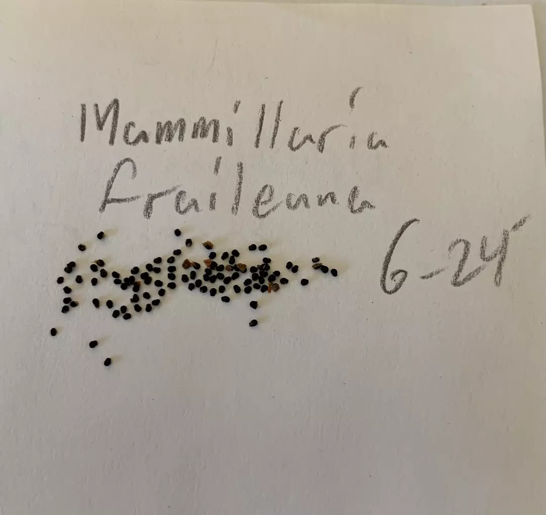 Mammillaria Fraileana - 25 seeds thumbnail