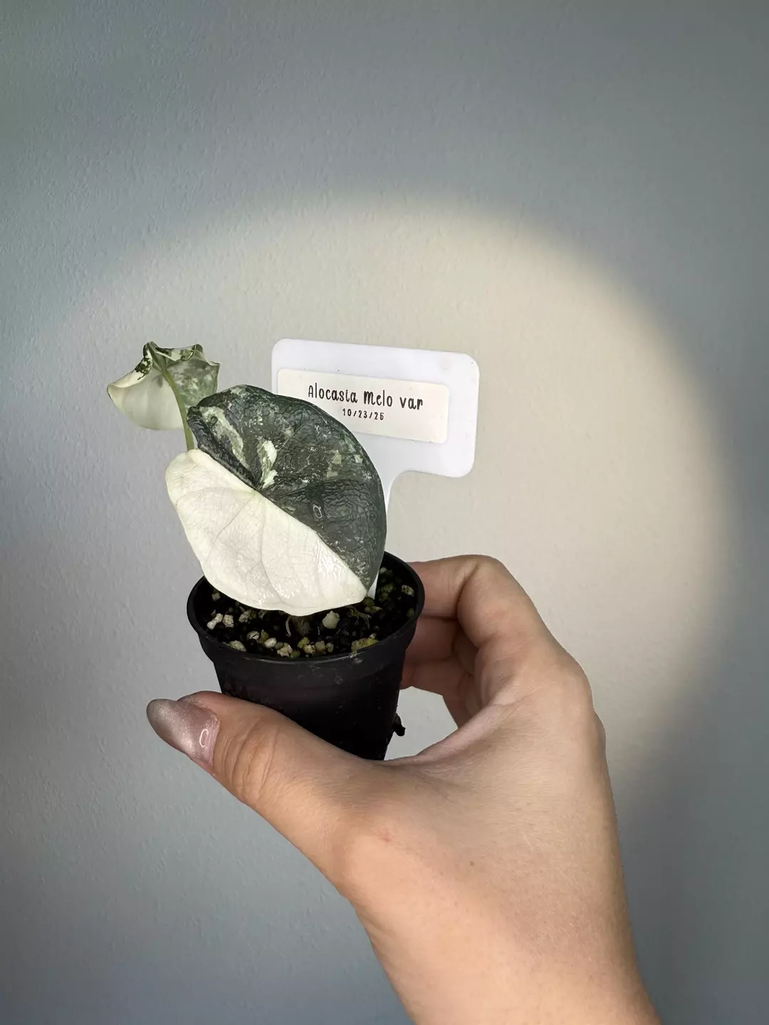 Alocasia Melo Albo  thumbnail