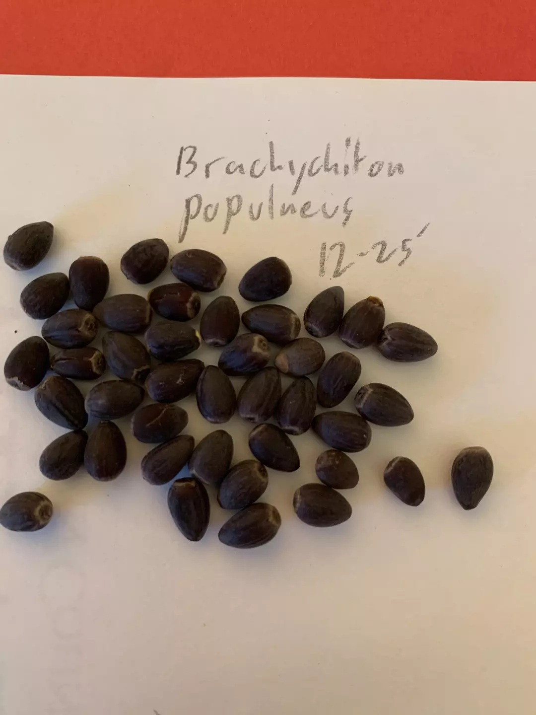 Brachychiton populneus - 15 seeds thumbnail