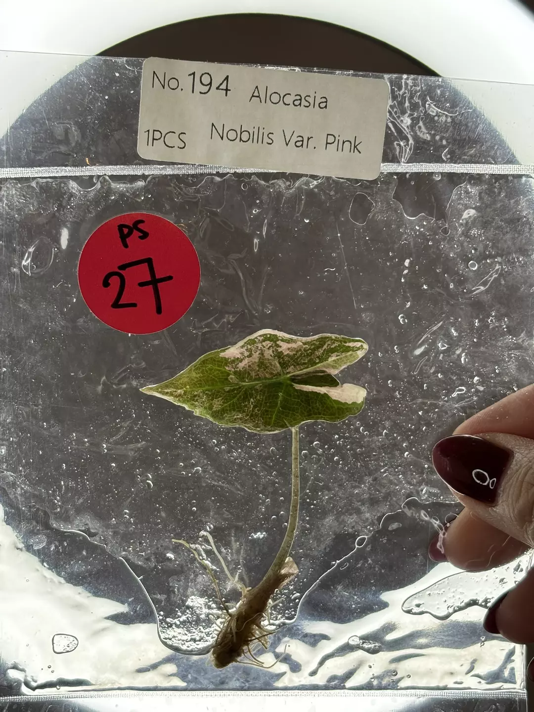 Ps27- pink Nobilis thumbnail