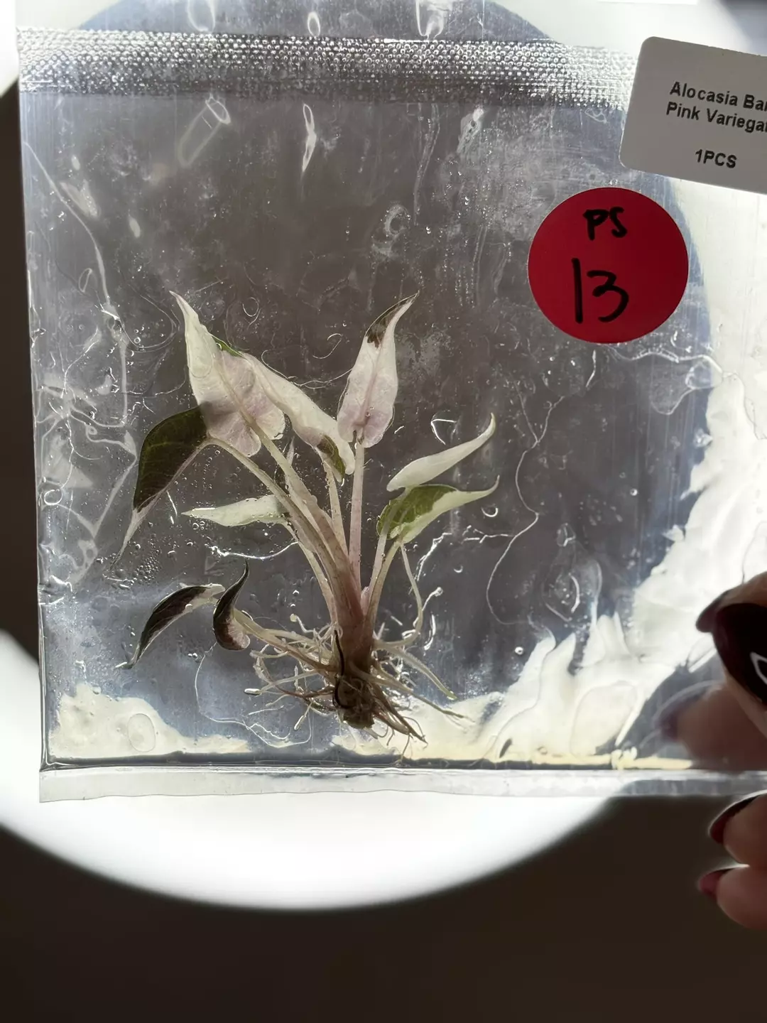 Ps13- pink bam  thumbnail