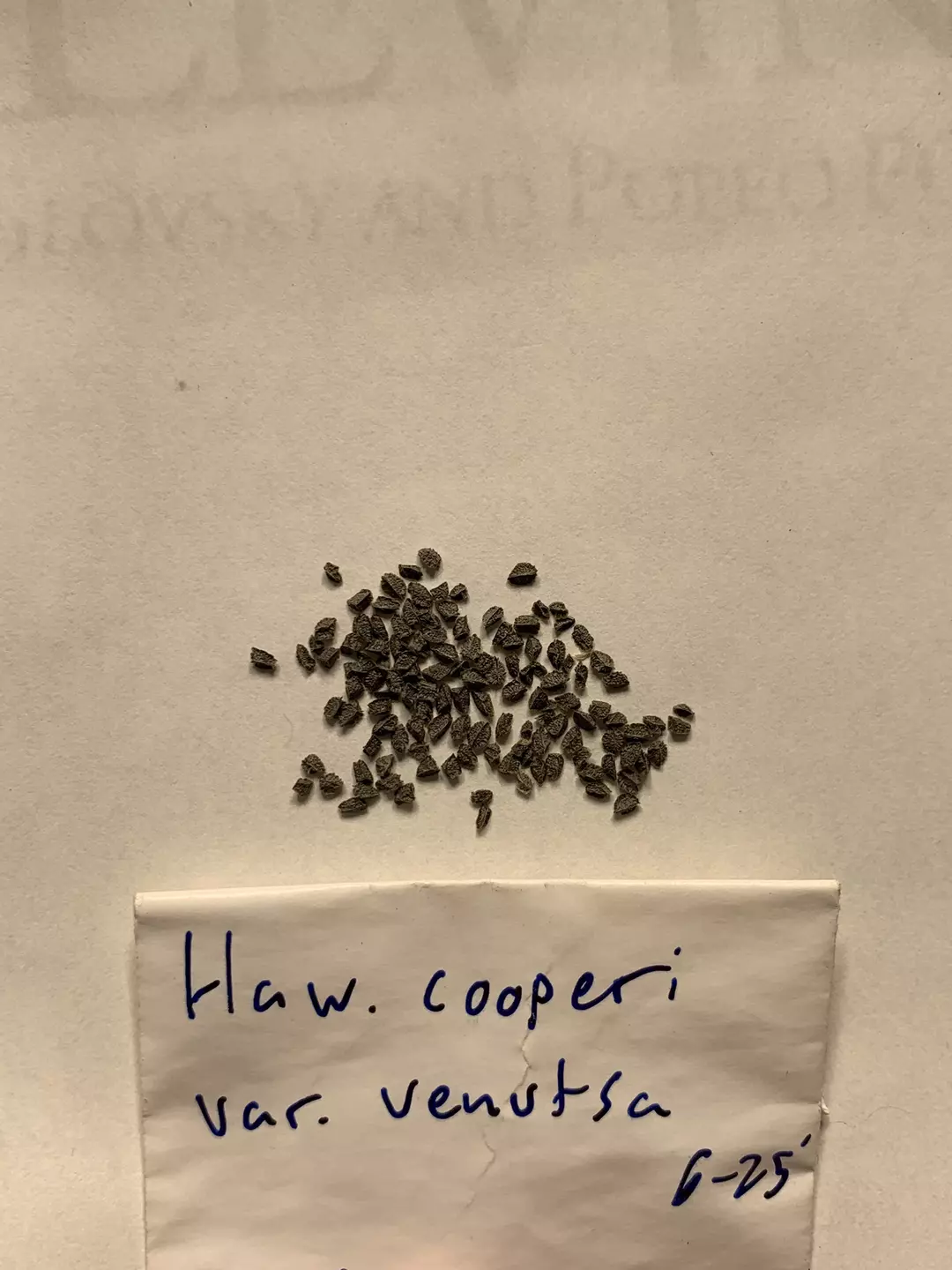 Haworthia Cooperi var Venutsa - 20 thumbnail