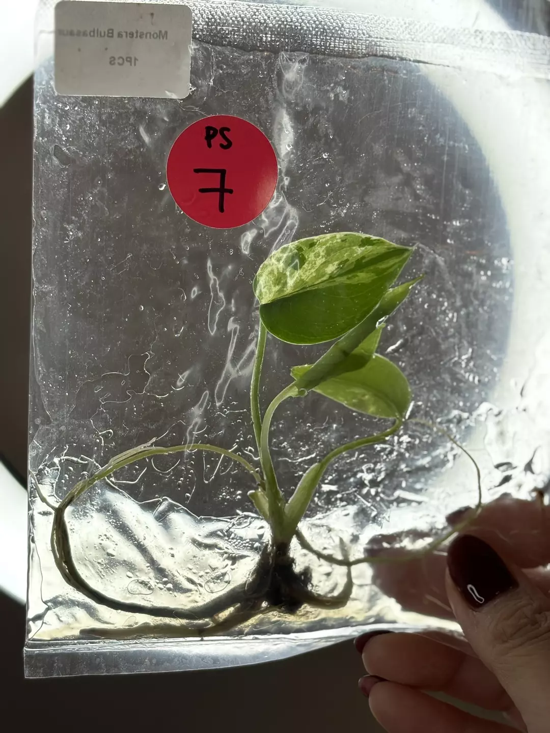 Ps7- monstera Bulbasaur  thumbnail