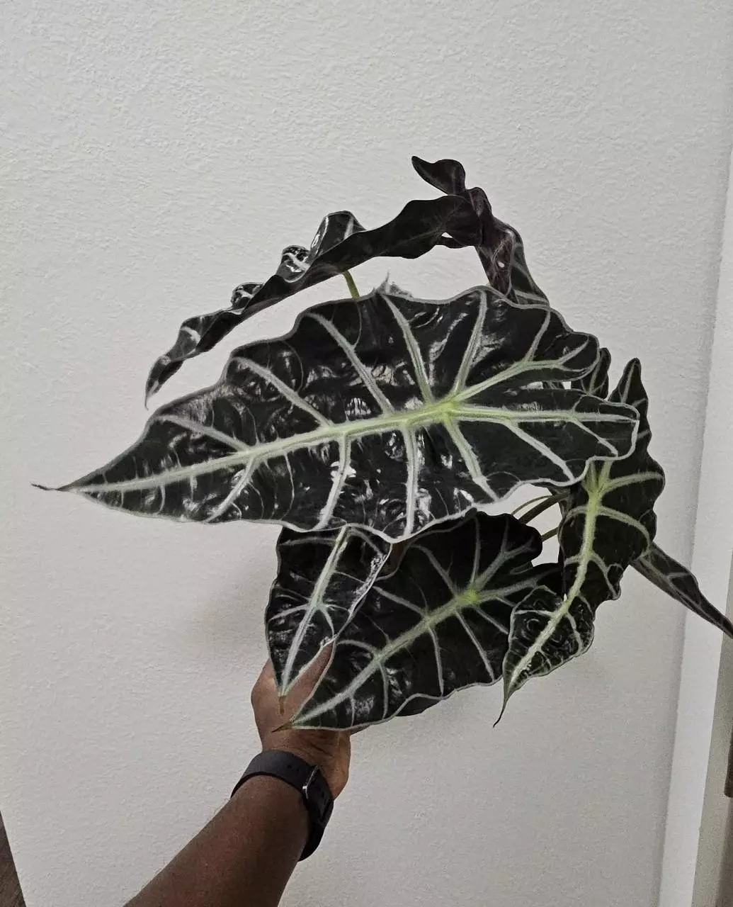 Polly Corm GC thumbnail