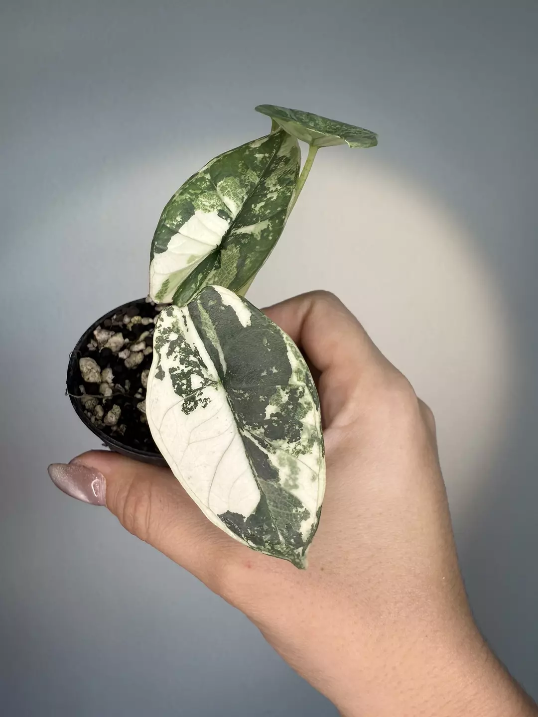 Alocasia platinum var ( extra rare )  thumbnail