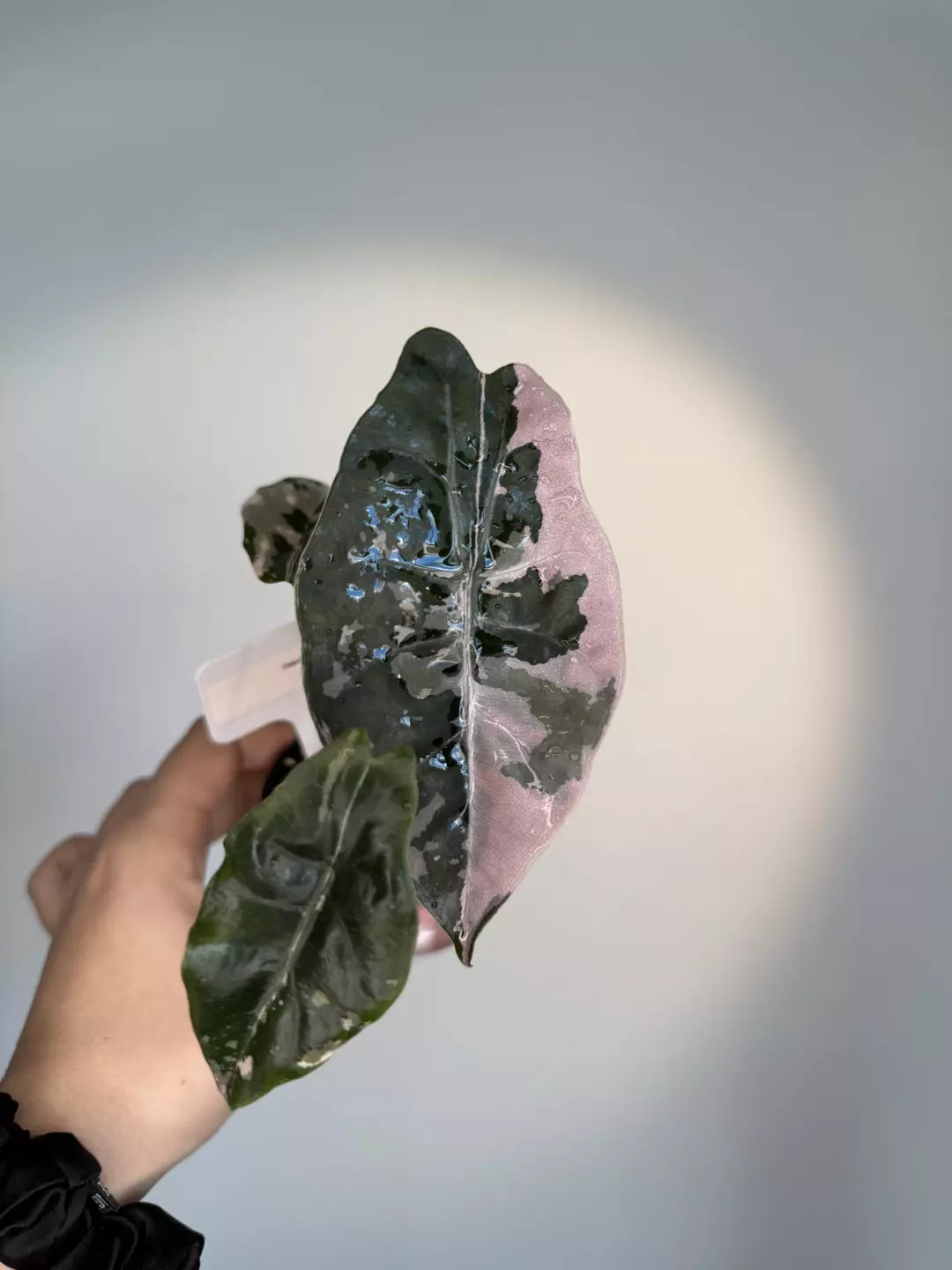 Alocasia chantrieri pink thumbnail