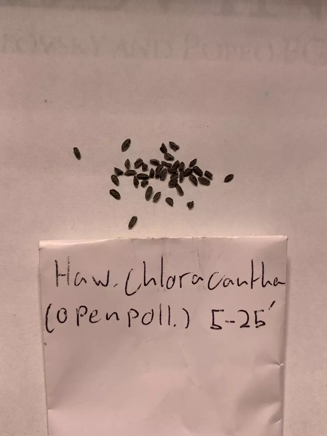 Haworthia chloracantha - 20 seeds thumbnail