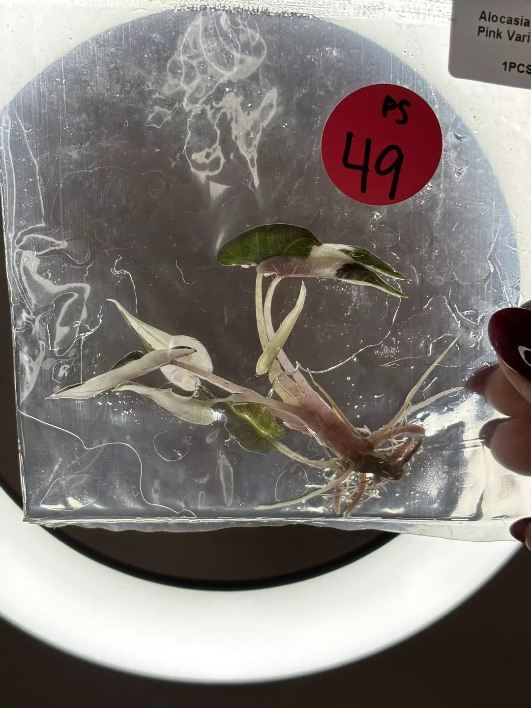 Ps49- pink bam thumbnail