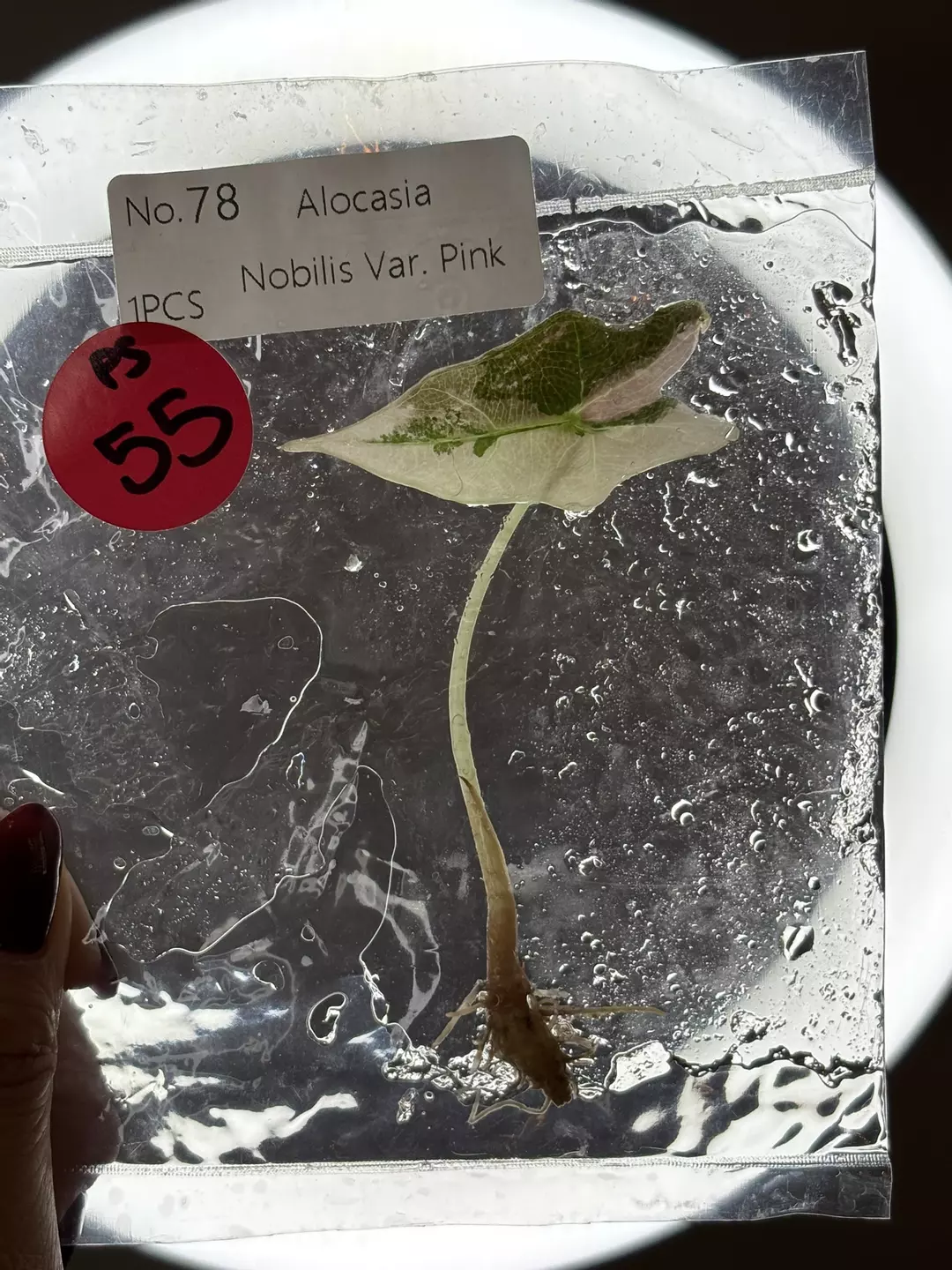 Ps55- pink Nobilis thumbnail