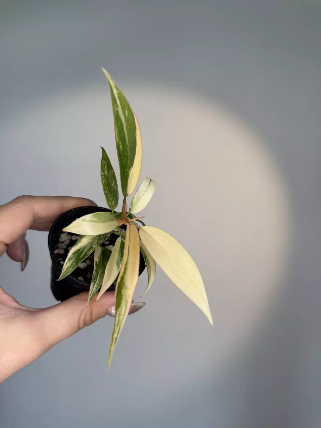 Philodendron fb x Tortum  thumbnail