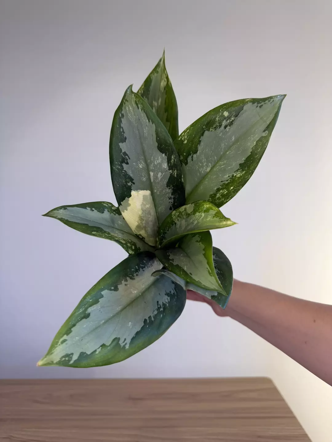 Aglaonema suvarnabhumi var  thumbnail