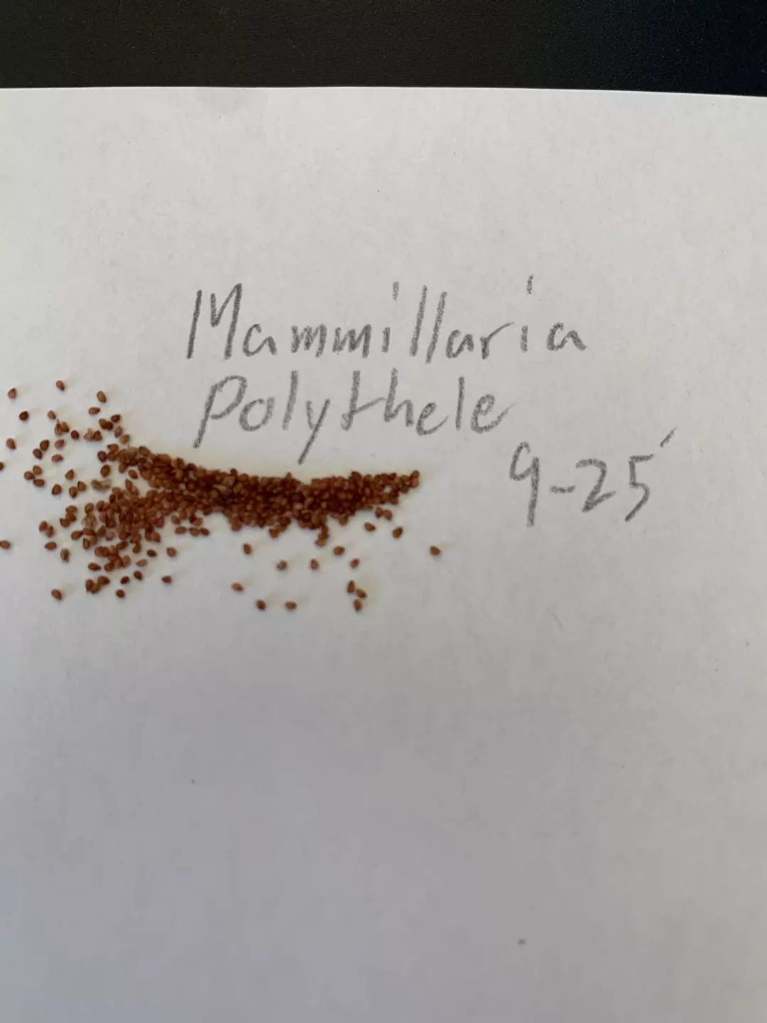 Mammillaria polythele - 30 seeds thumbnail