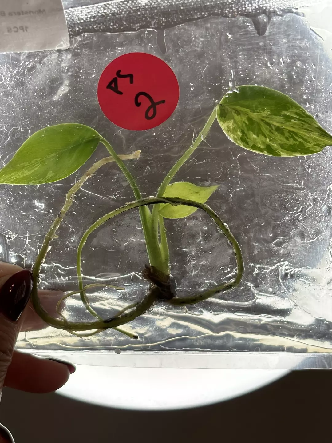 Ps2- monstera Bulbasaur  thumbnail