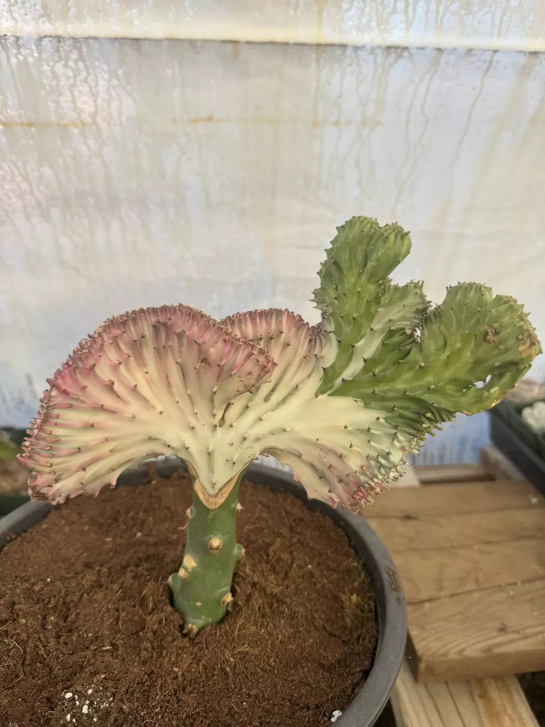 Mermaid Tail thumbnail