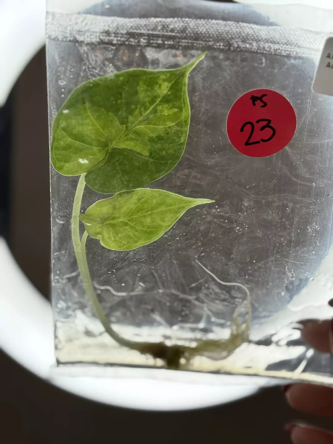 Ps23- dragon scale Aurea thumbnail