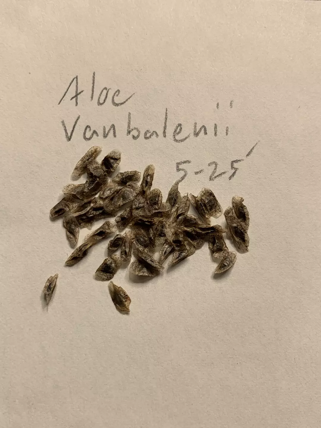 Aloe vanbalenii - 15 seeds thumbnail
