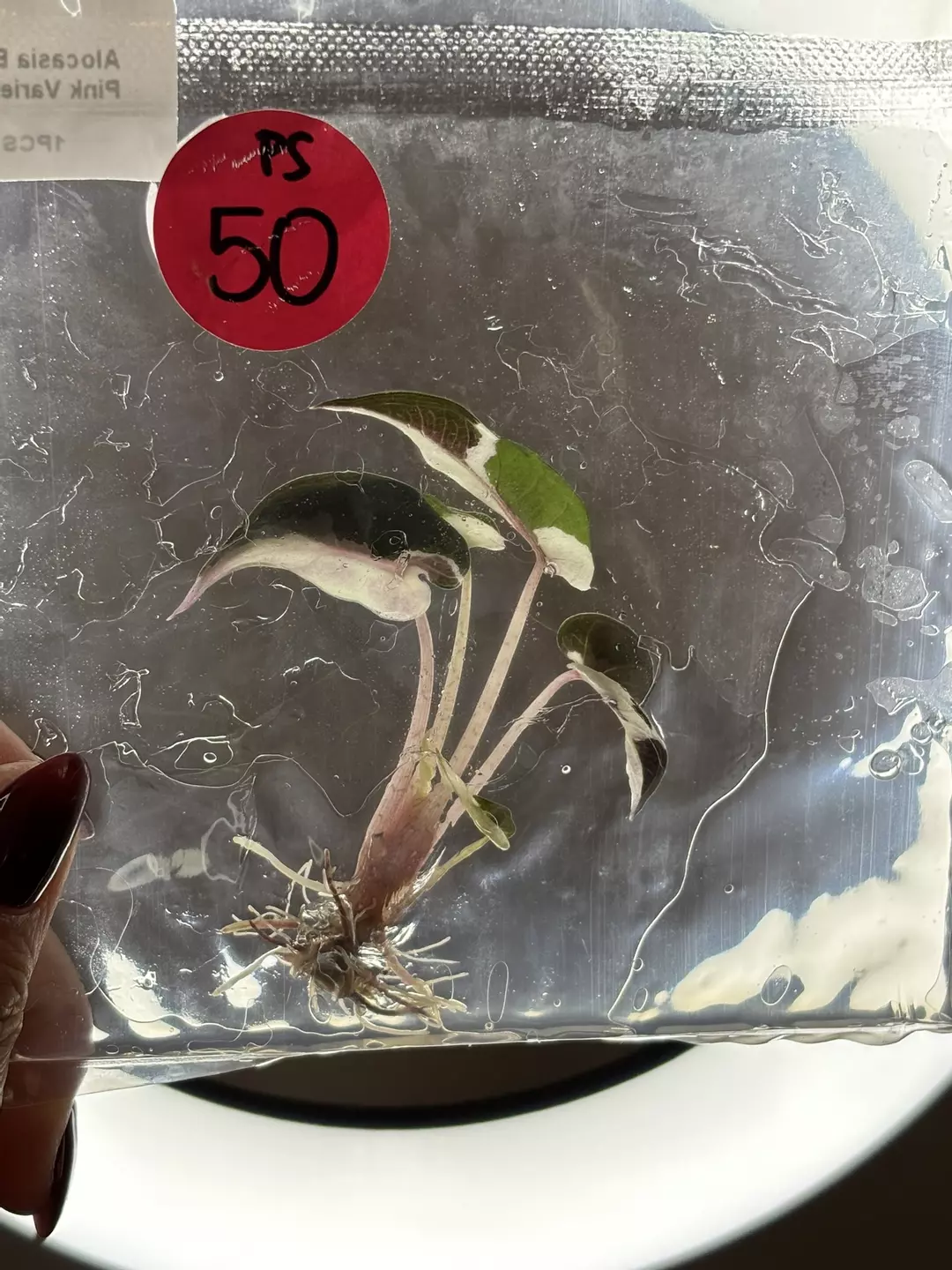 Ps50 pink bam thumbnail