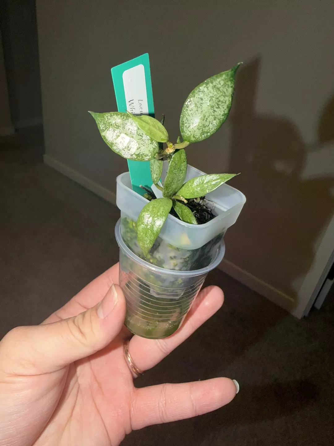 Lacunosa White Pearl thumbnail