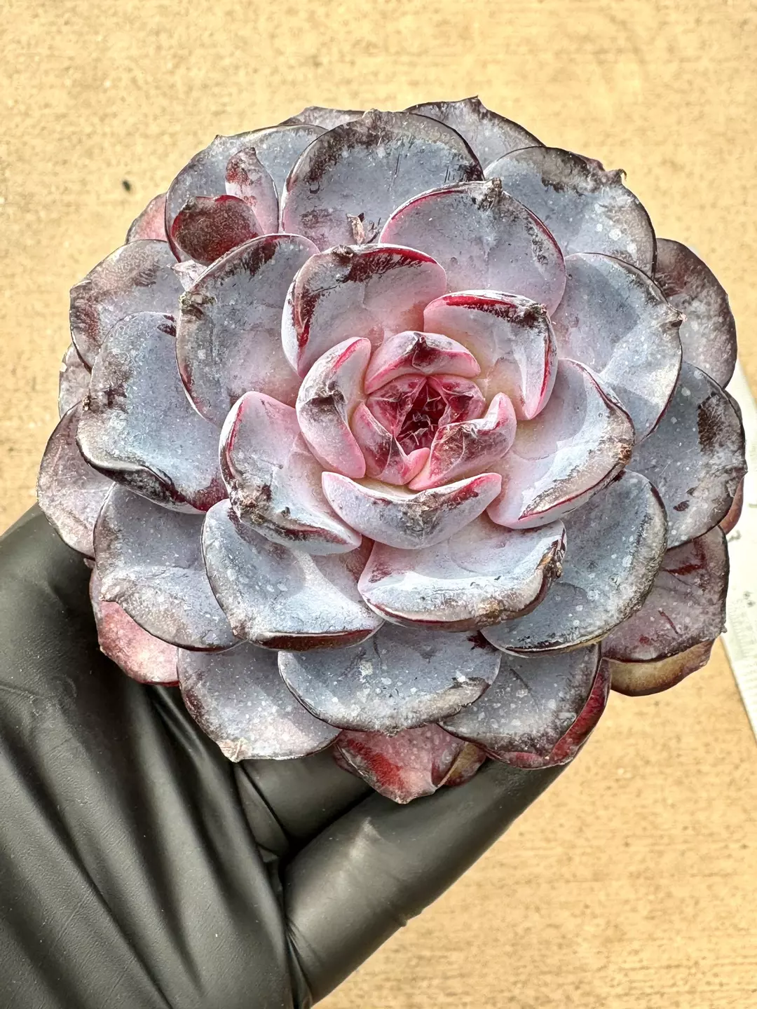 E. Bird Nest thumbnail