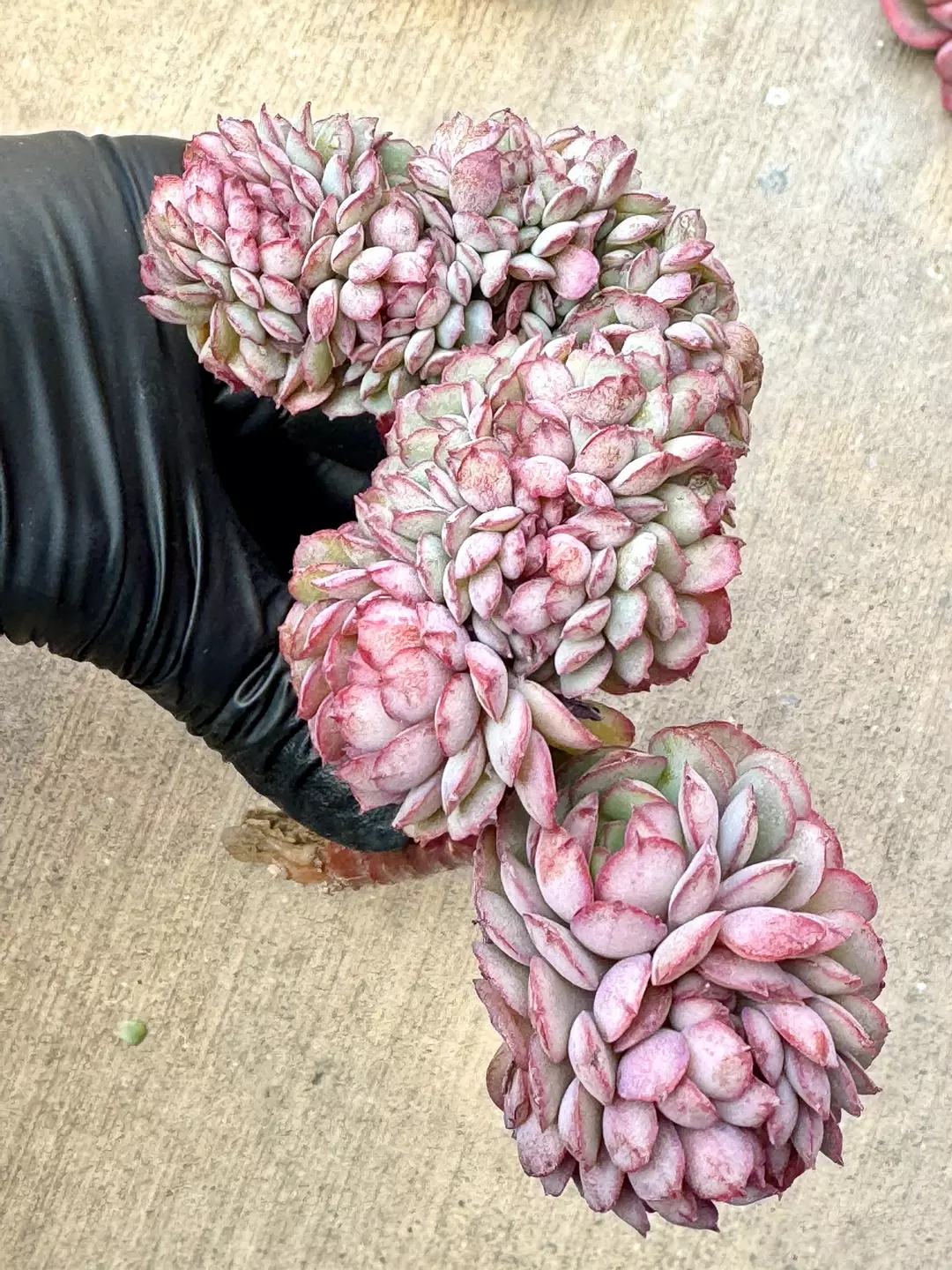 E. Little Red Boat Crested thumbnail