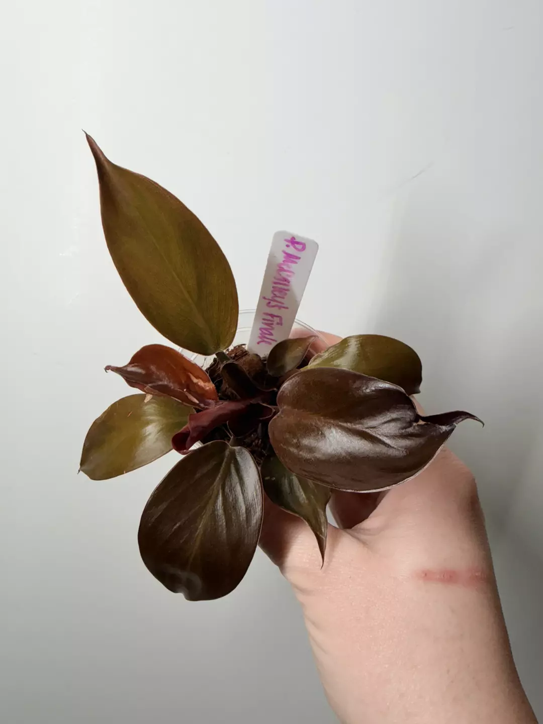 Philodendron McColley’s Finale (A) thumbnail