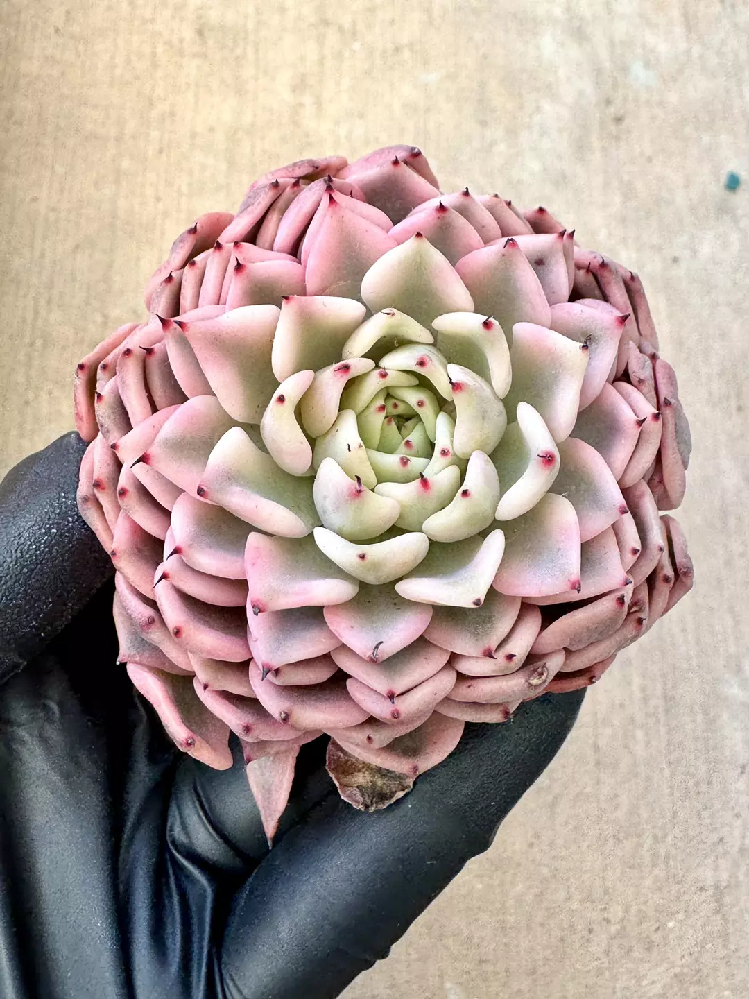 E. Girba Rose var thumbnail