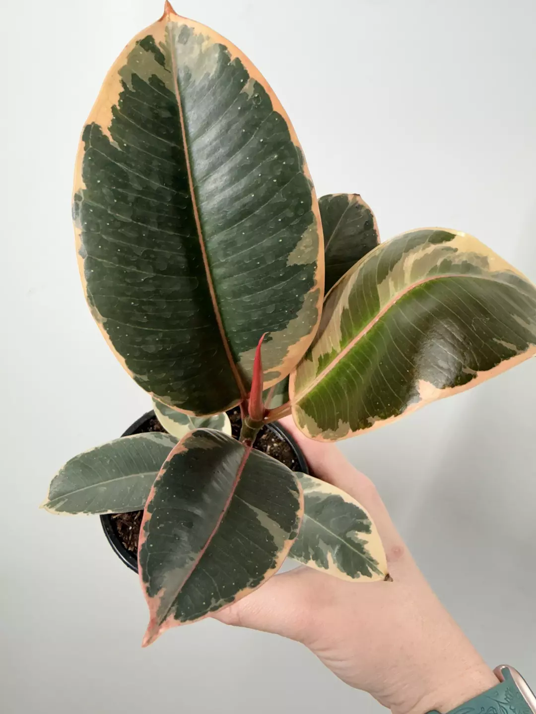 Ficus Elastica Tineke (D) thumbnail