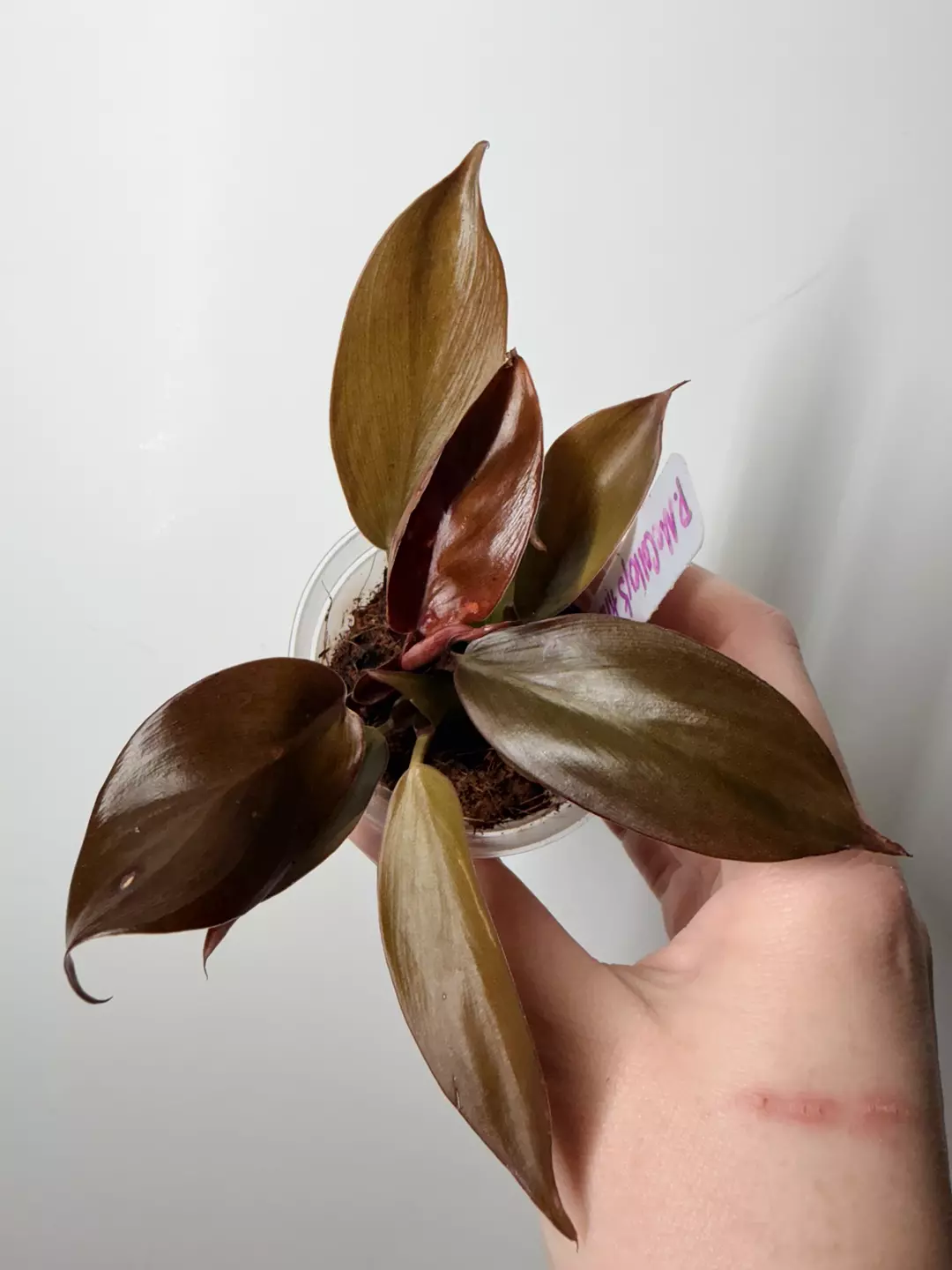 Philodendron McColley’s Finale (B) thumbnail