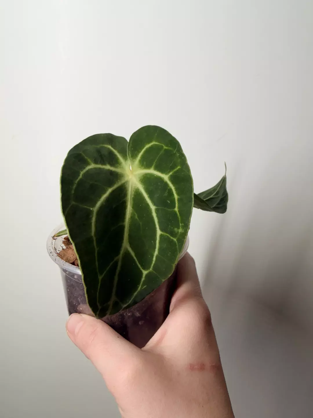 Anthurium Clari Hybrid thumbnail