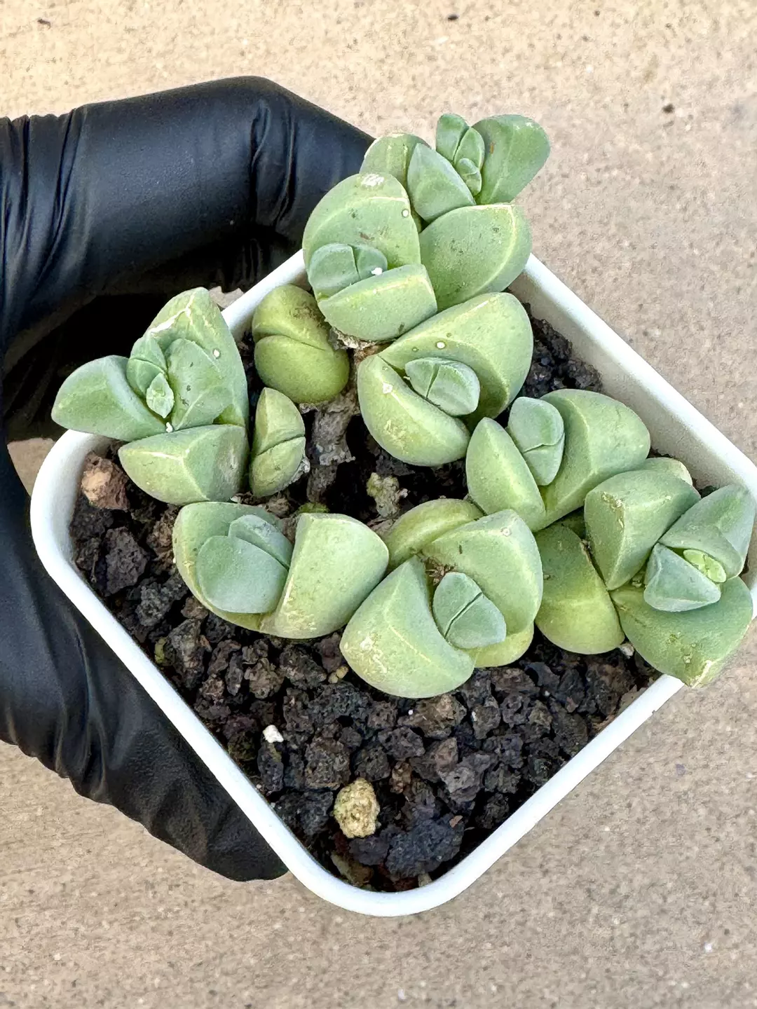 cono. autumn jade thumbnail