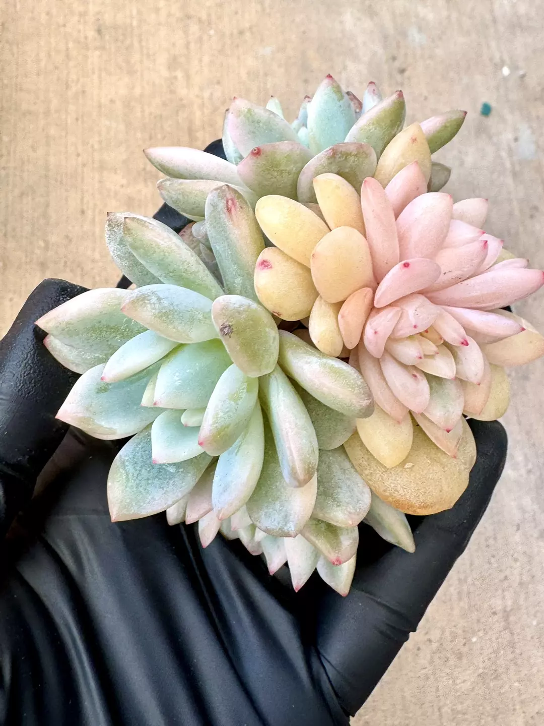 E. Monroe Var thumbnail