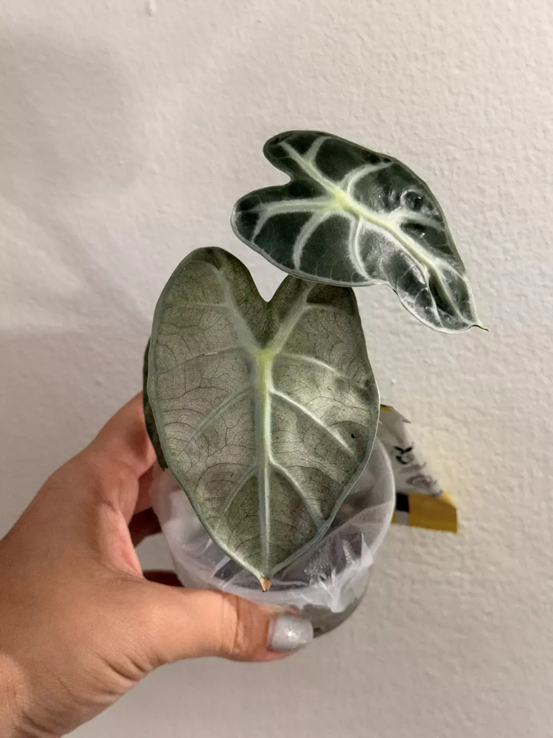 Balloon Mint + Pink Balloon Albo Corm thumbnail