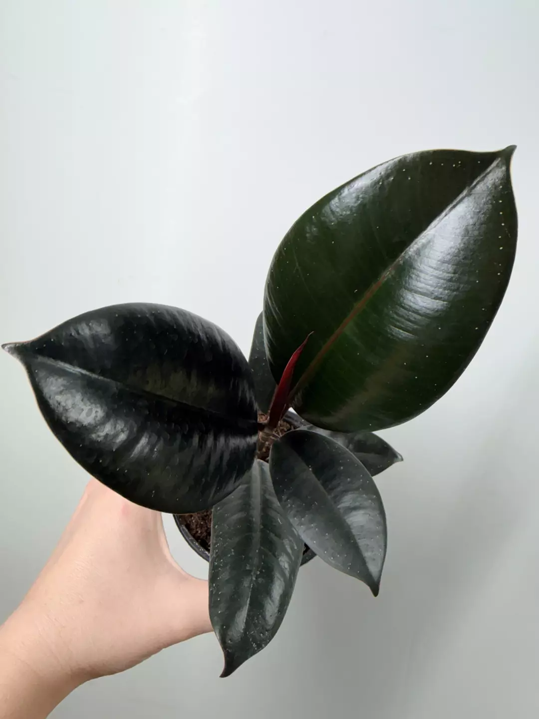 Ficus Elastica Burgundy (A) thumbnail