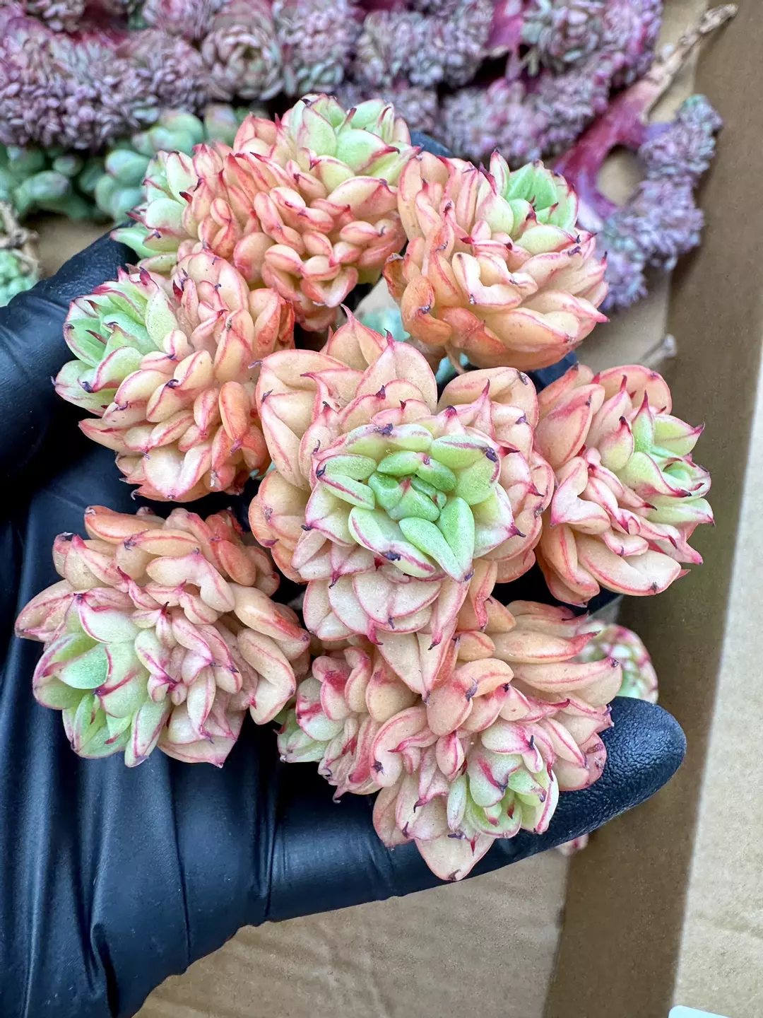 E. Persian Blue thumbnail