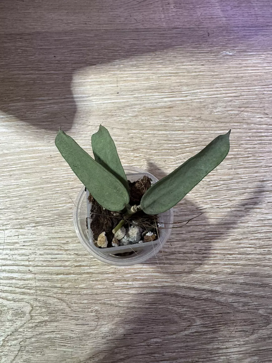 Pandurata silver thumbnail