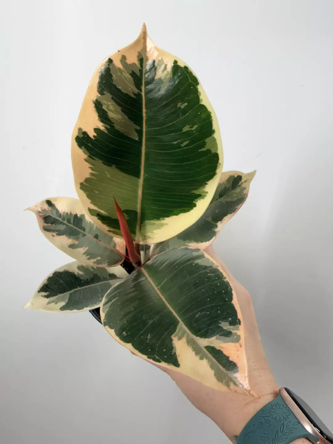 Ficus Elastica Tineke (A) thumbnail