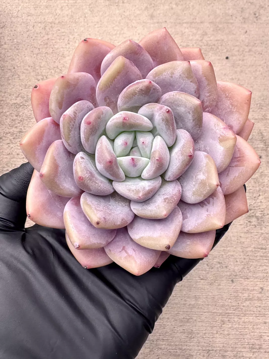 E. Pink Baby Dream thumbnail