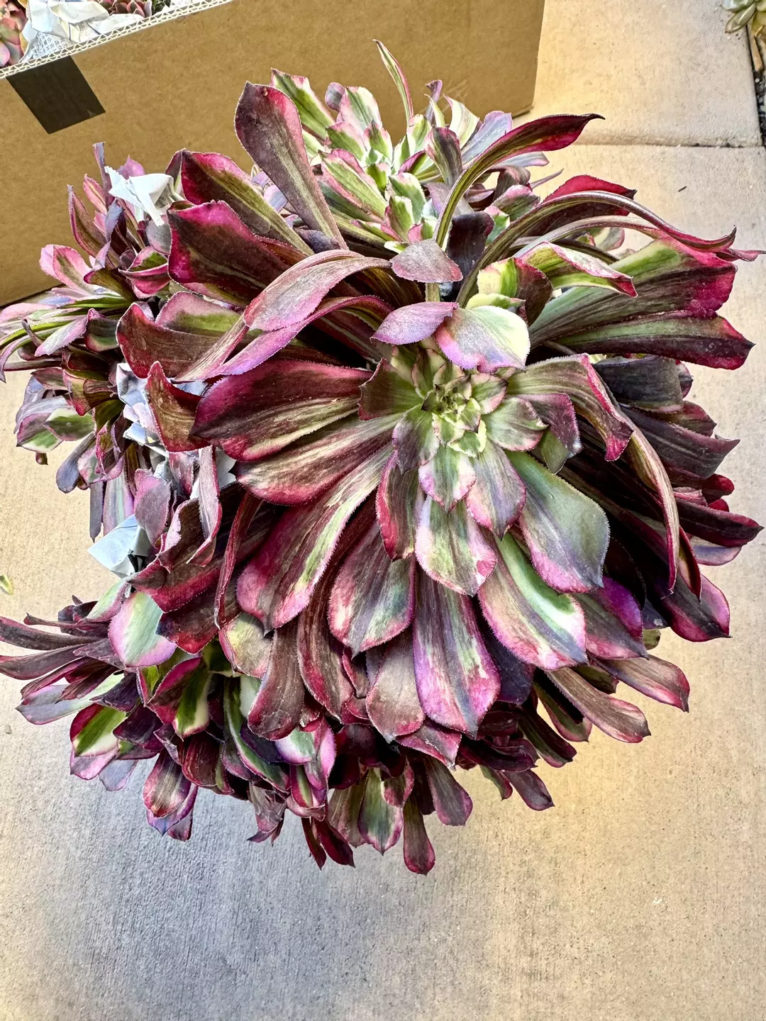 A. Sequence Var thumbnail