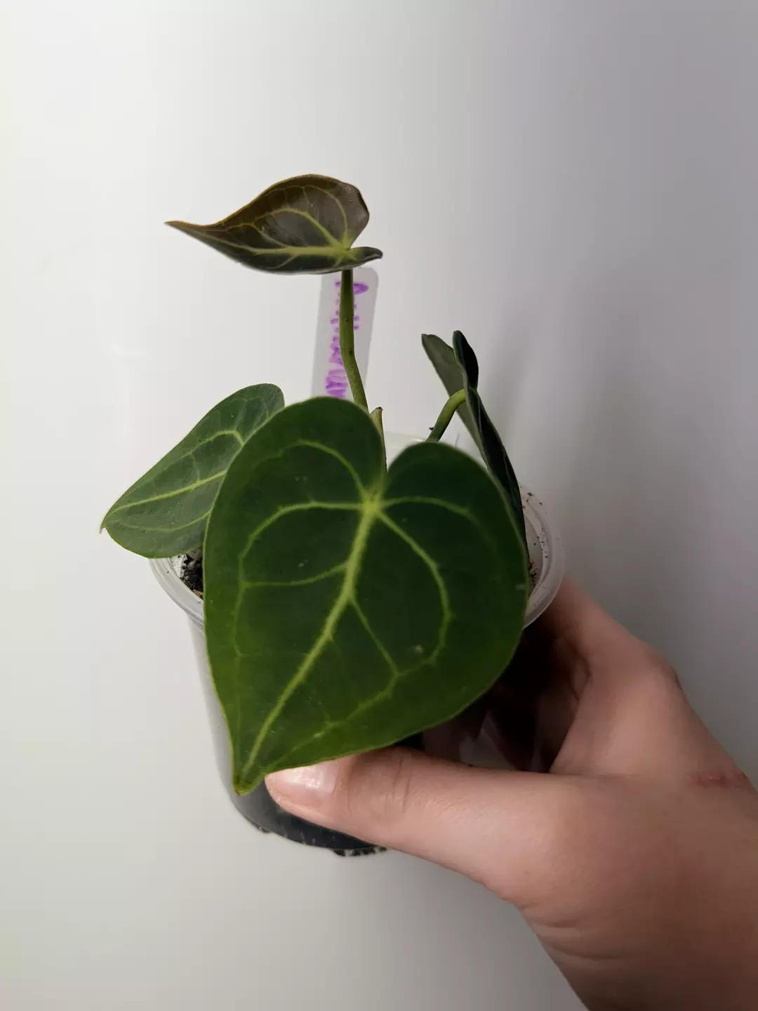 Anthurium Clari Hybrid thumbnail