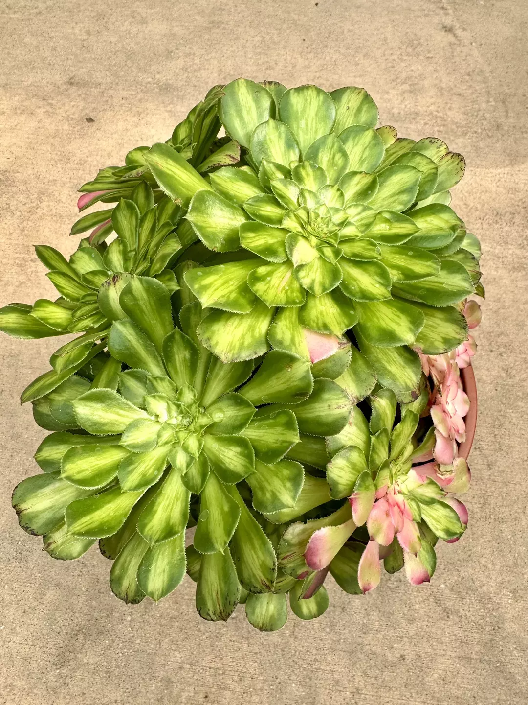 E. Ultra Var thumbnail